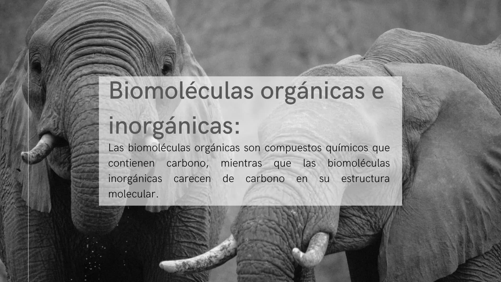 ¿Qué son las biomoléculas?
Son compuestos químicos presentes en los seres
vivos, como proteínas, lípidos, carbohidratos y ácidos
nucleicos,