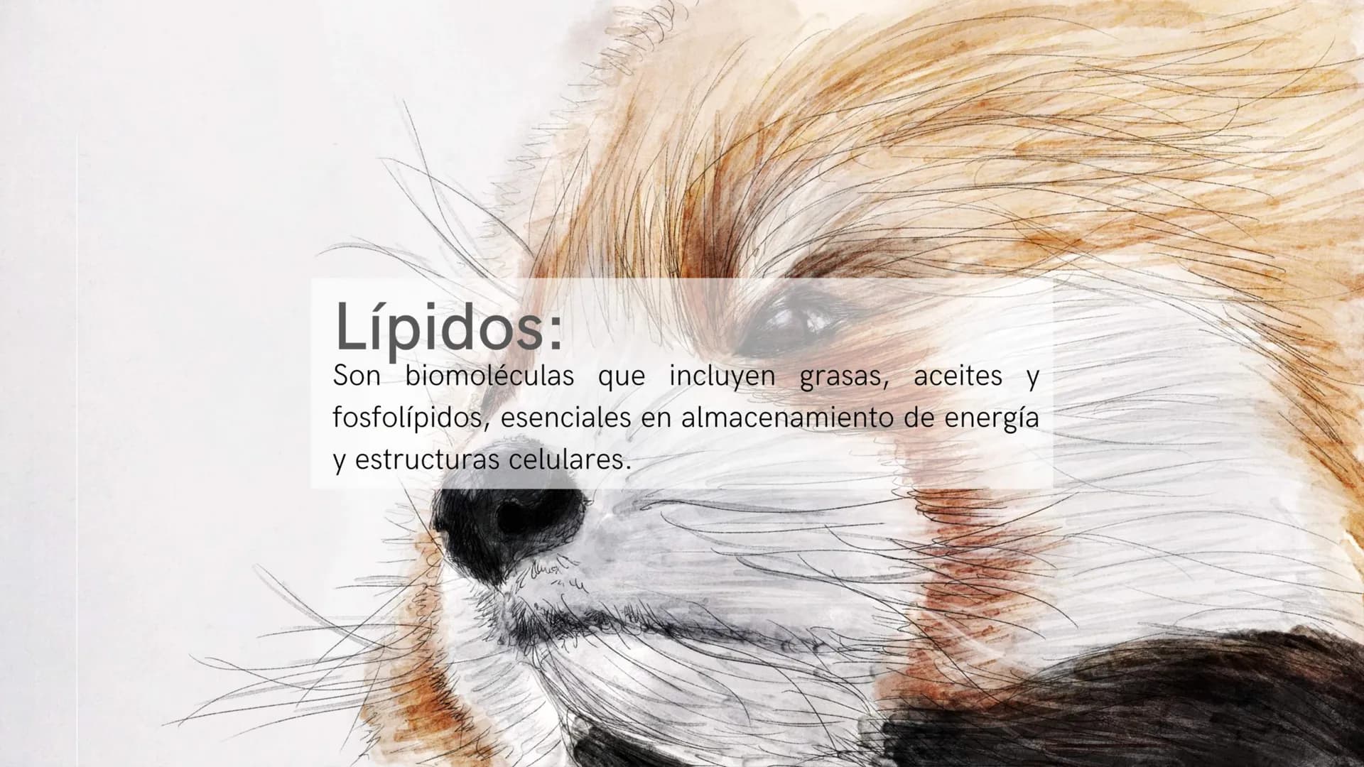 ¿Qué son las biomoléculas?
Son compuestos químicos presentes en los seres
vivos, como proteínas, lípidos, carbohidratos y ácidos
nucleicos,