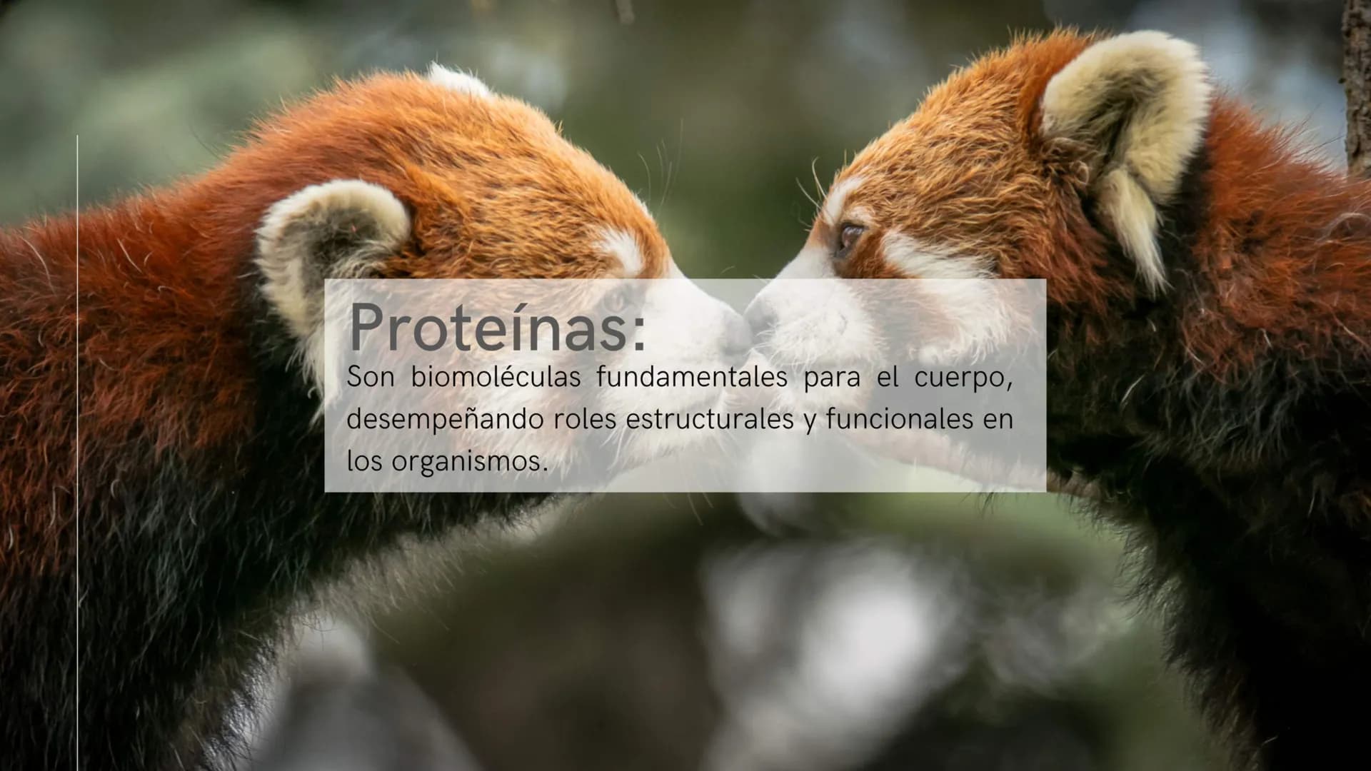 ¿Qué son las biomoléculas?
Son compuestos químicos presentes en los seres
vivos, como proteínas, lípidos, carbohidratos y ácidos
nucleicos,