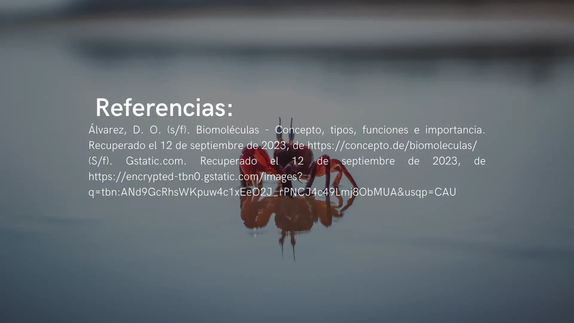 ¿Qué son las biomoléculas?
Son compuestos químicos presentes en los seres
vivos, como proteínas, lípidos, carbohidratos y ácidos
nucleicos,