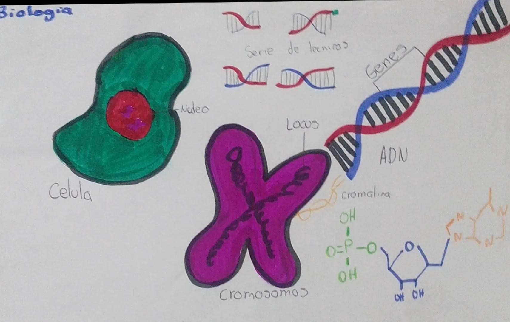 Biologia
Celula
Nadeo
NN
Serie de lecnicas
MDM
Genes
Locus
X
ADN
cromatina
OH
O=P-O
OH
Cromosomos
OH OH