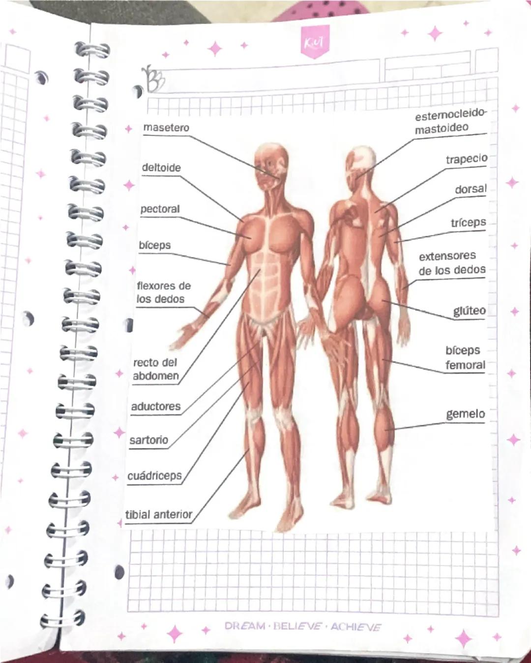 Kul
modulo.1
La inovación distingue a los lideres de los seguidores
Objetivec
Dotar los proveedores del APH
Analizar los objetivos de la